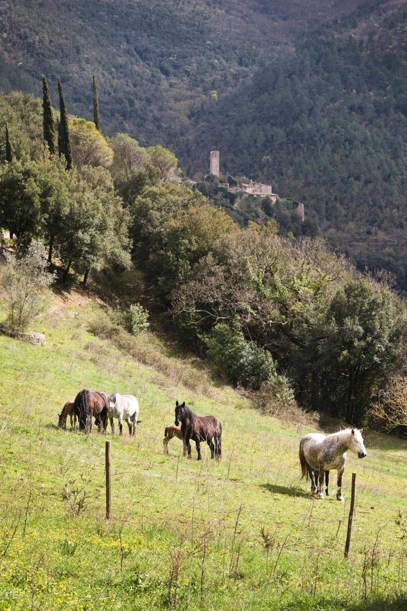 Abbazia San Pietro In Valle 페렌틸로 외부 사진